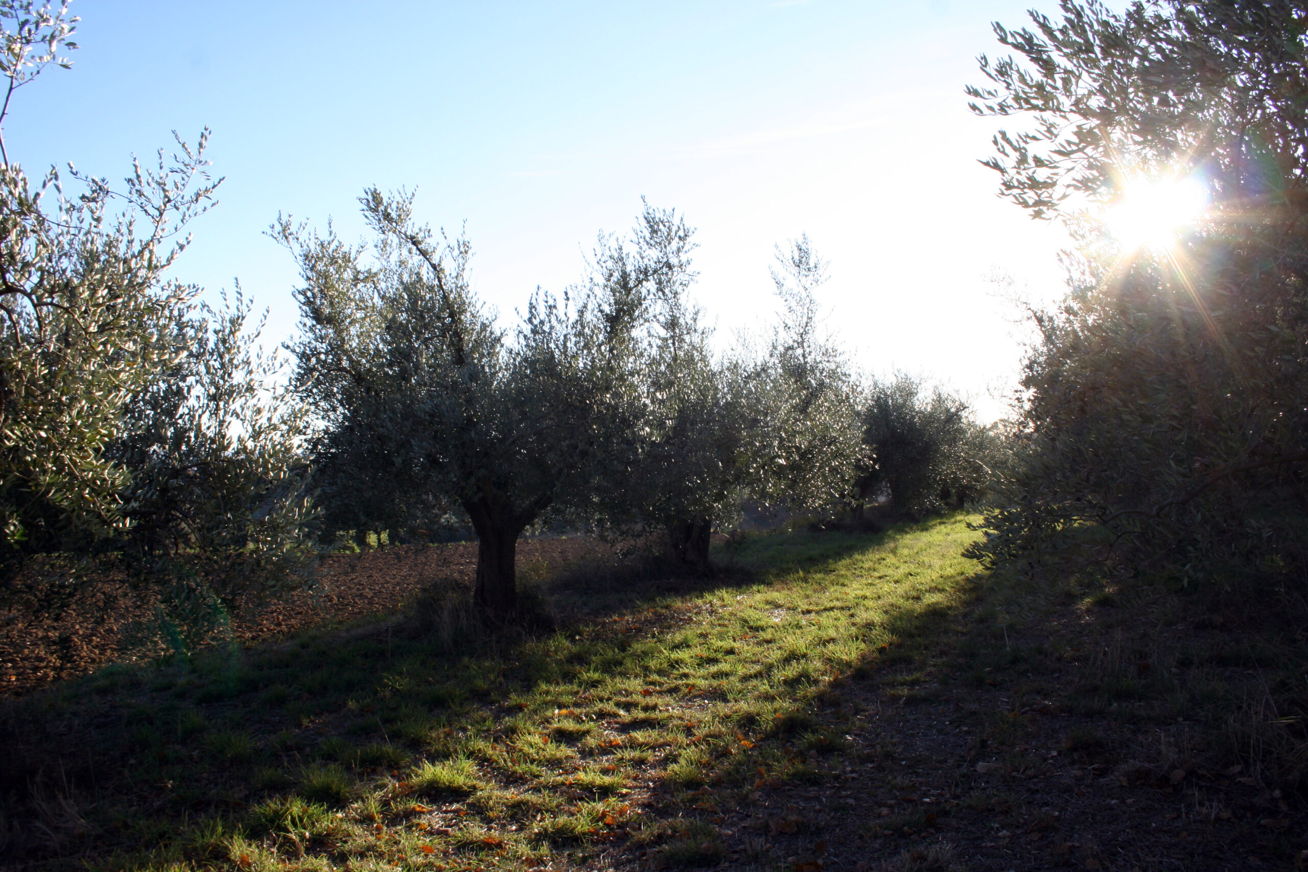 uliveto